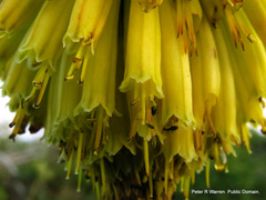 Kniphofia rooperi