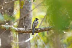Emberiza cabanisi