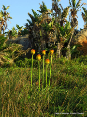 Kniphofia rooperi