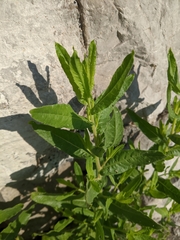 Dittrichia viscosa