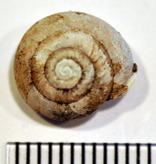 Inflectarius rugeli