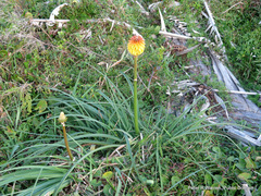 Kniphofia rooperi
