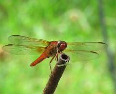 Libellula croceipennis