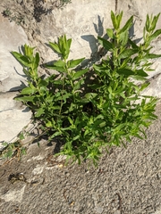 Dittrichia viscosa