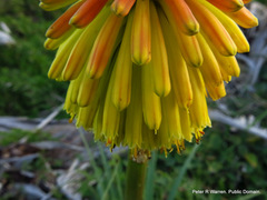 Kniphofia rooperi