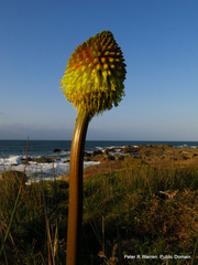 Kniphofia rooperi