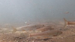 Pseudochondrostoma willkommii