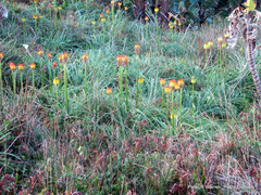 Kniphofia rooperi