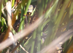 Amplorhinus multimaculatus