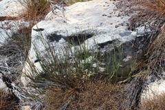 Indigofera gifbergensis