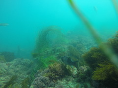 Paralabrax nebulifer