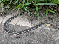 Dendrelaphis