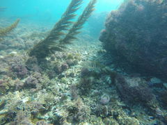 Paralabrax nebulifer