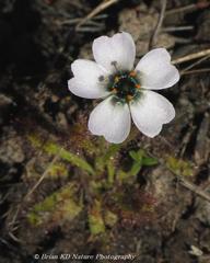 Drosera zeyheri