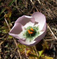 Drosera zeyheri