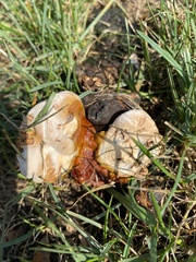 Ganoderma sessile