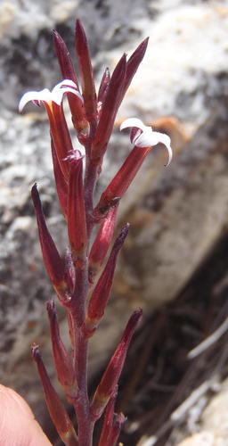 Adromischus inamoenus