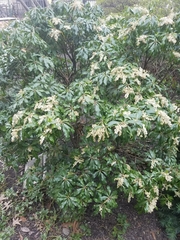 Pieris japonica
