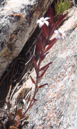 Adromischus inamoenus