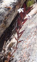 Adromischus inamoenus
