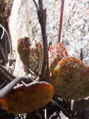 Adromischus inamoenus