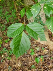 Styracaceae
