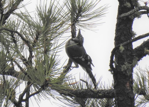 Blue Jay photographed in Wyoming