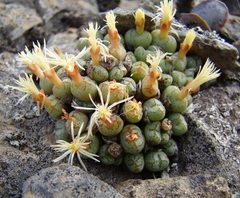 Conophytum ficiforme