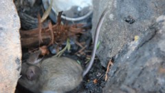 Peromyscus truei