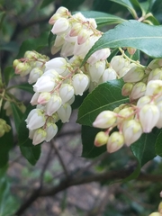 Pieris japonica