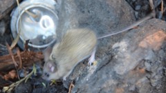 Peromyscus truei