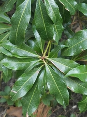 Pieris japonica