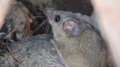 Peromyscus truei