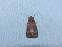 Hampsonodes mastoides