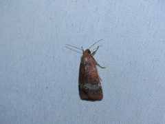 Hampsonodes mastoides