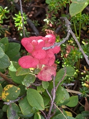 Exobasidium vaccinii-uliginosi