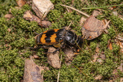 Nicrophorus interruptus