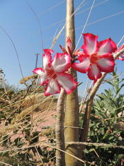 Adenium multiflorum