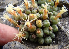 Conophytum ficiforme
