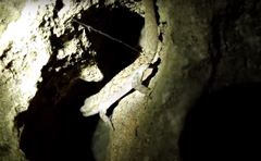 Mediodactylus orientalis