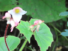 Begonia ornithocarpa