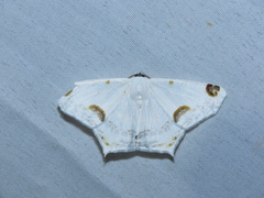Sericoptera