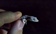 Mediodactylus orientalis