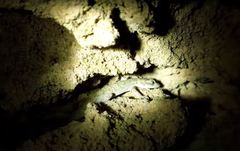 Mediodactylus orientalis