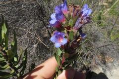 Lobostemon marlothii