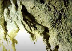 Mediodactylus orientalis