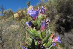 Lobostemon marlothii