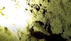 Mediodactylus orientalis