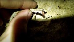 Mediodactylus orientalis