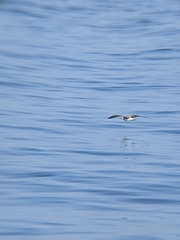 Larus